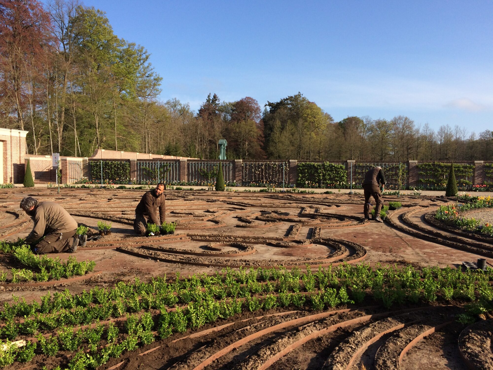 Paleis Het Loo start met het planten van de nieuwe buxus