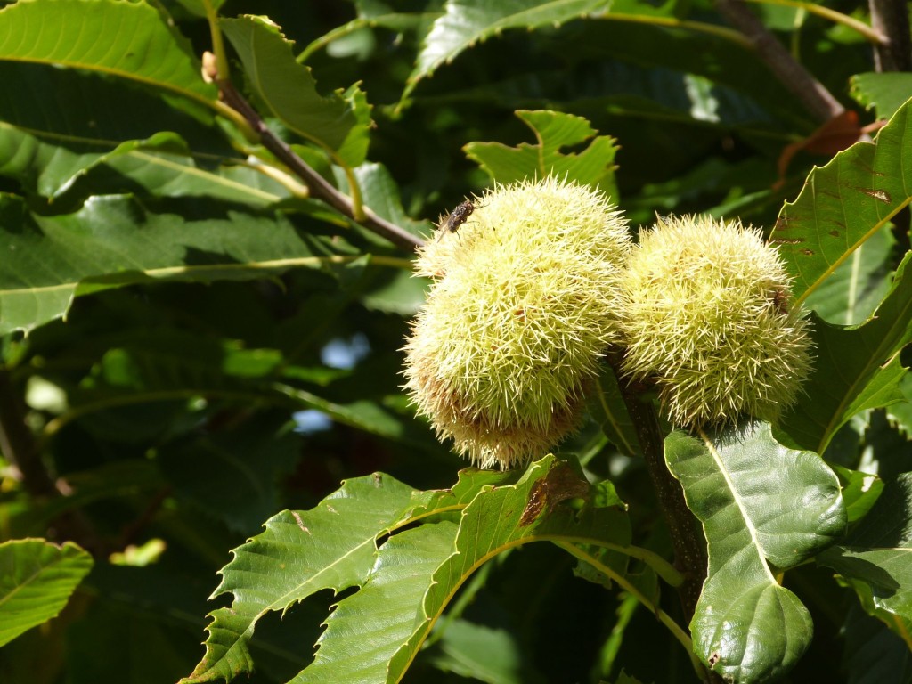 In de herfstvakantie | Eikels, spinnen, insecten en heksenbezems bij Ulebelt