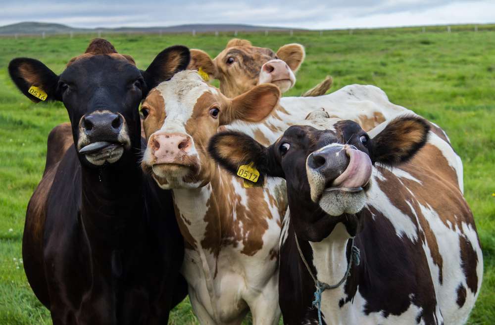 Genieten van het platteland