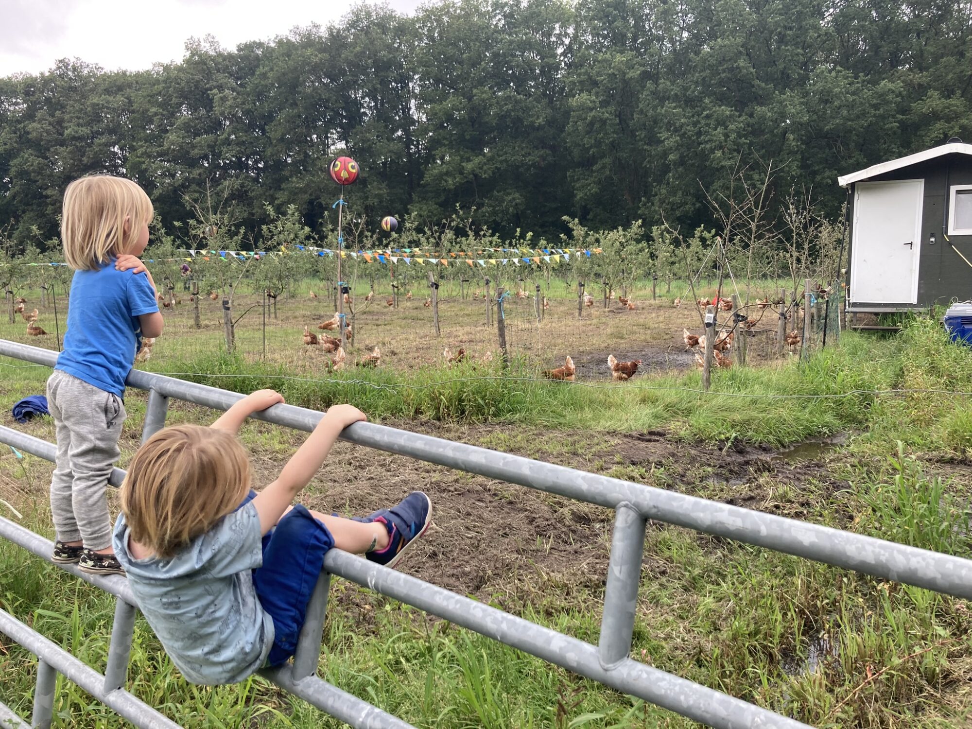 Kippen kijken bij de Herenboeren in Loenen