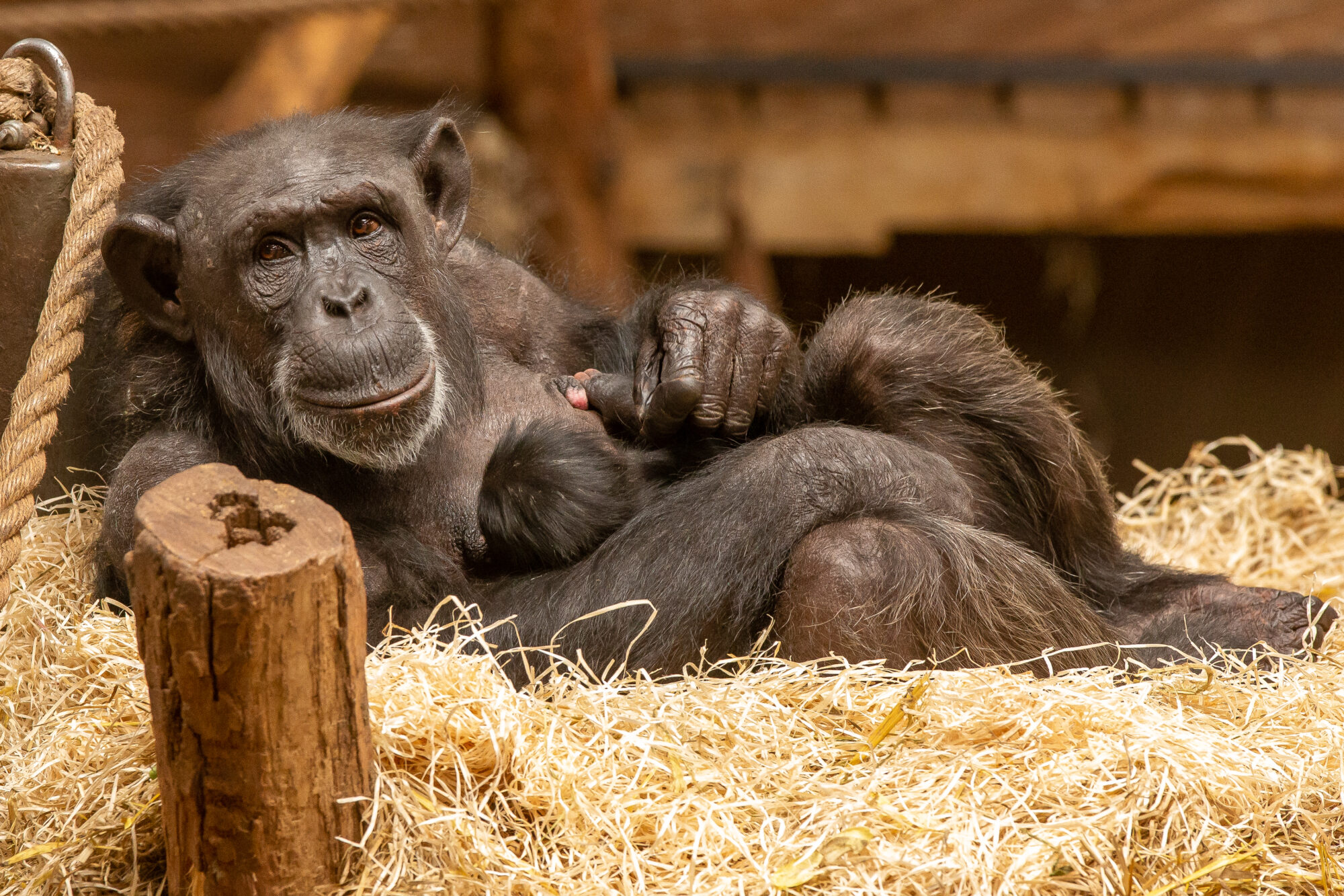 Chimpansee krijgt een jong