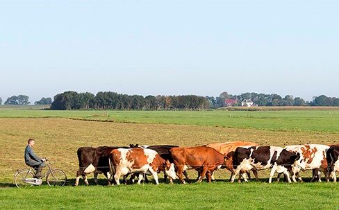 Boeren Gelderland slaan alarm om dodelijk kruid voor dieren