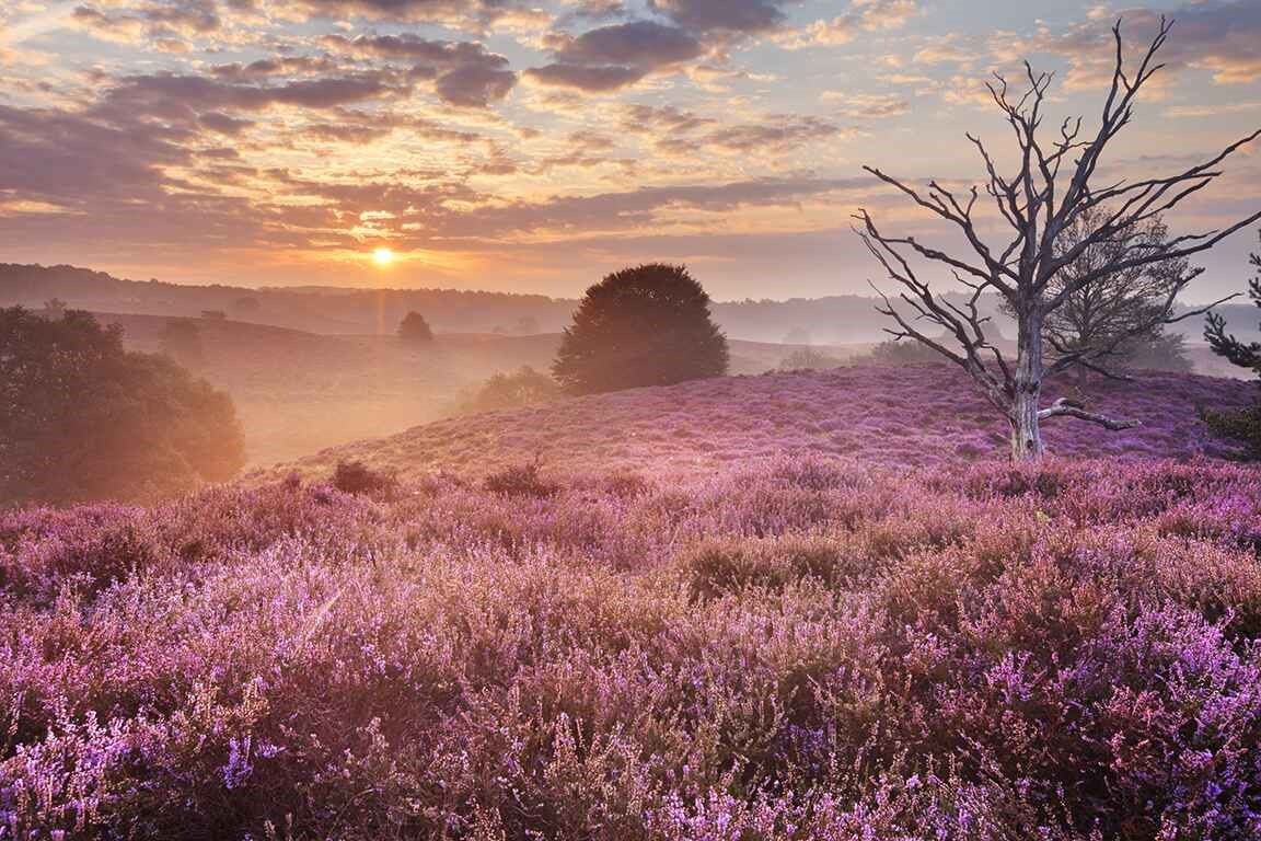 Ontdek de natuur op de Veluwe: de leukste uitjes voor het hele gezin