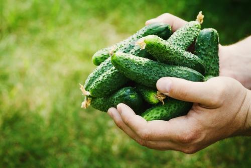 Een maand van oogsten, water geven en onkruid wieden in de moestuin