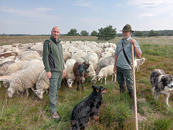 Schapen en honden werken samen in Hoog Buurlo