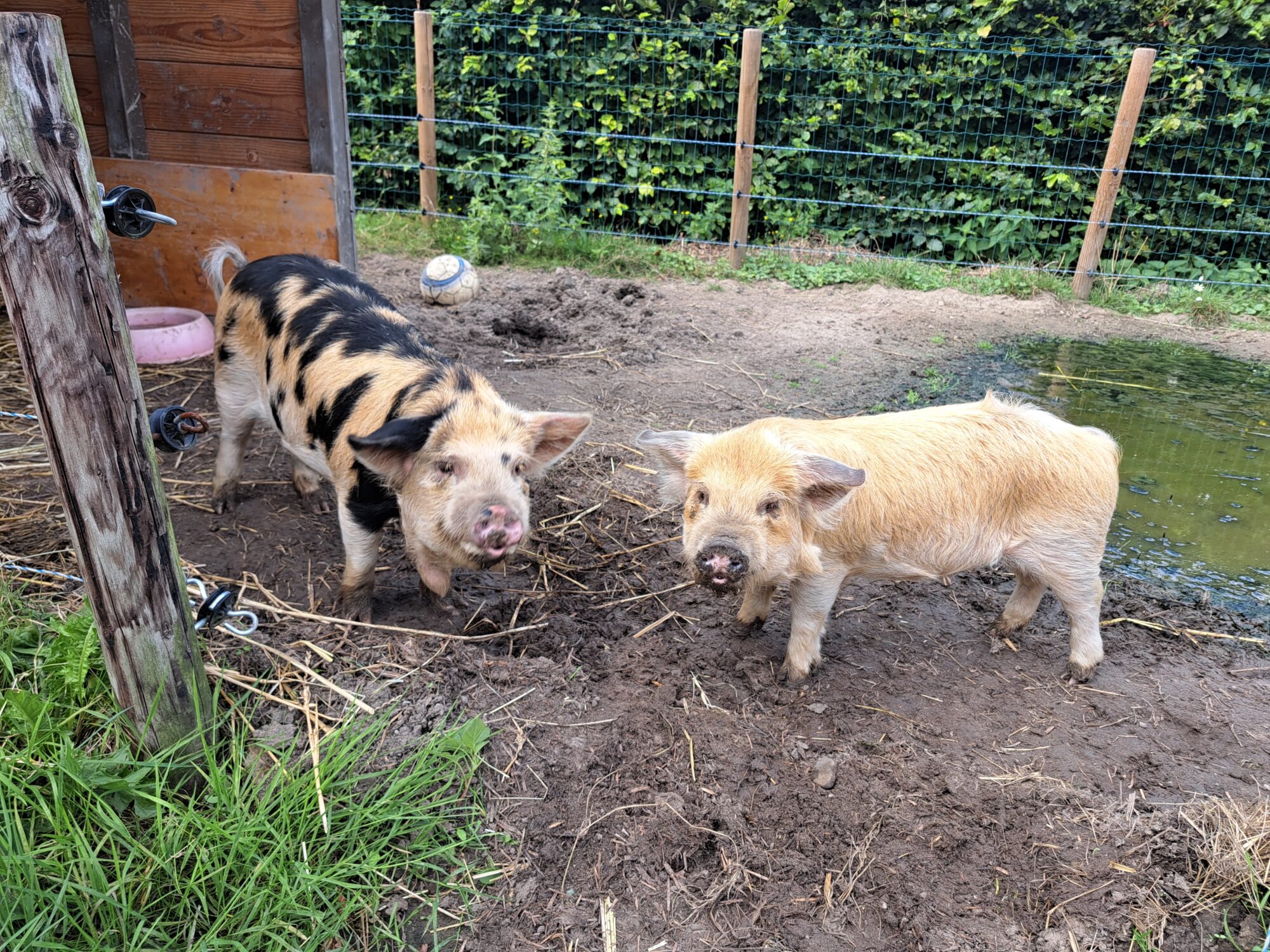 Dierenfeest in kinderboerderij