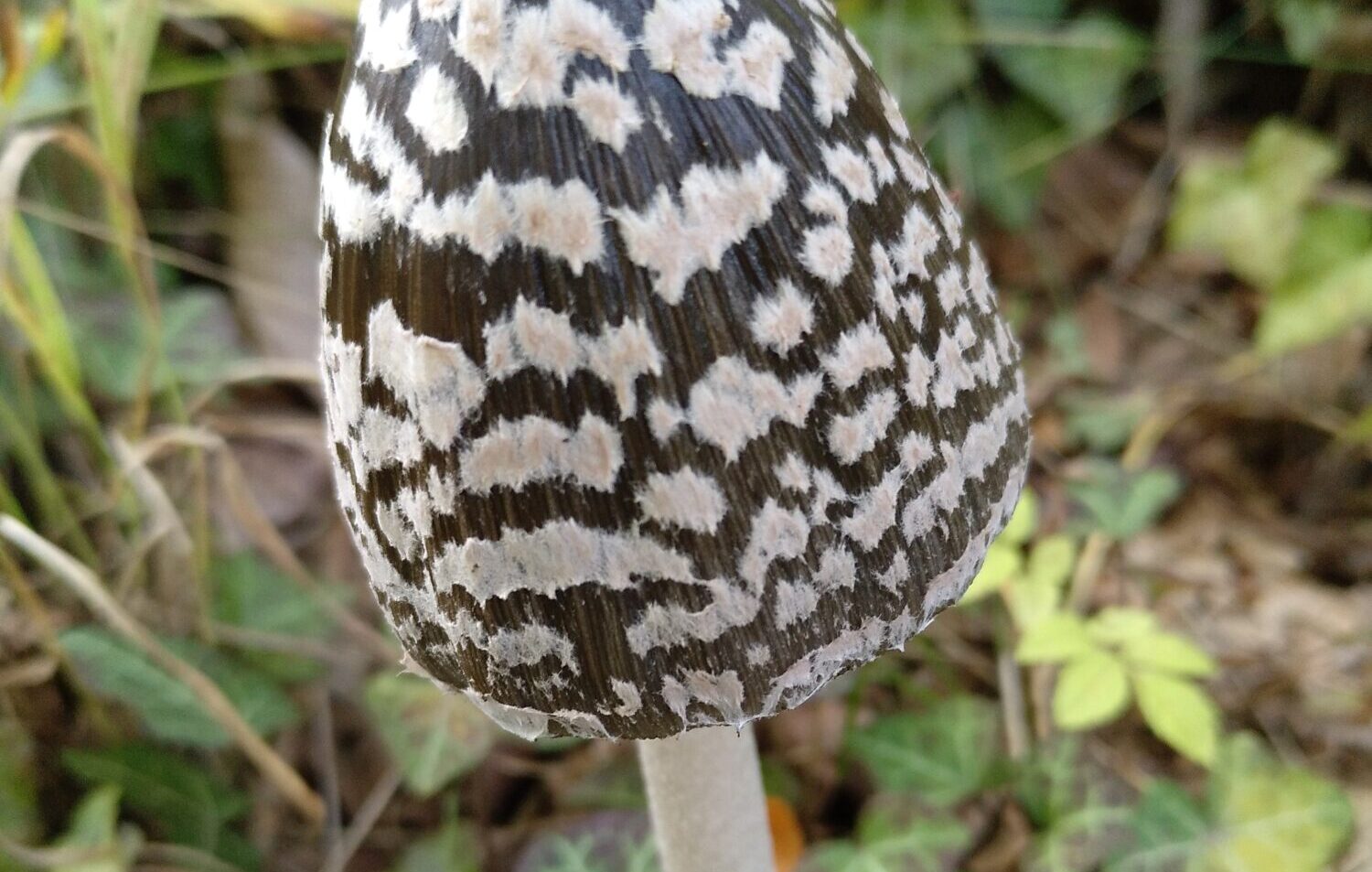 De betoverende wereld van de paddenstoelen