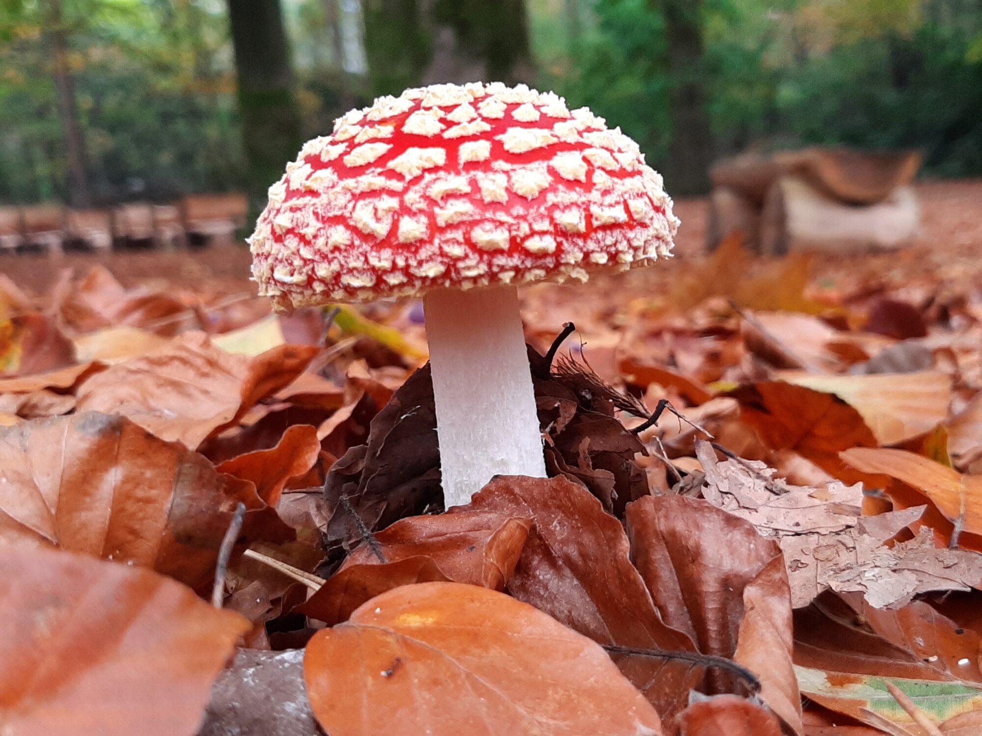 Paddenstoelen zoeken op natuurbegraafplaats Schapenmeer