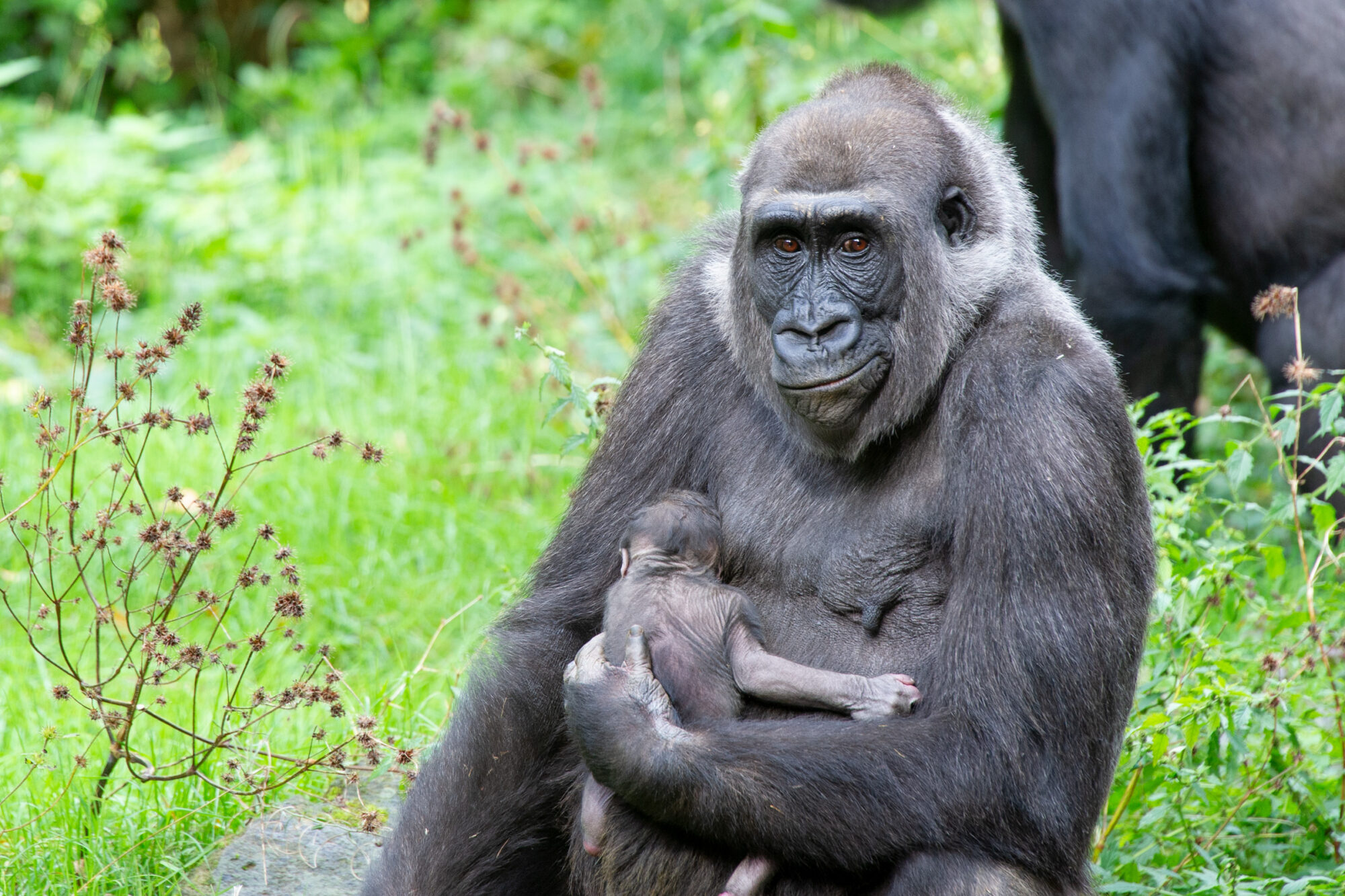 Gorillababy geboren in Apenheul!