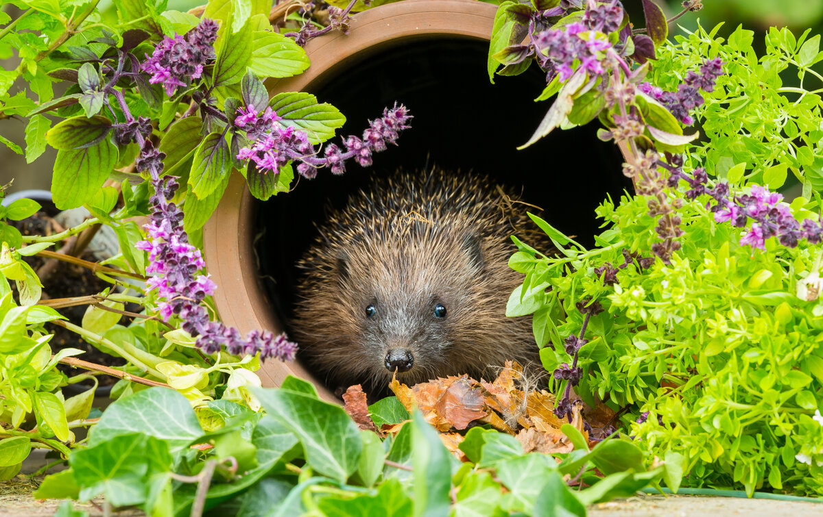 Bijdragen aan lokale biodiversiteit:  dierenwelzijn in eigen tuin en op balkon