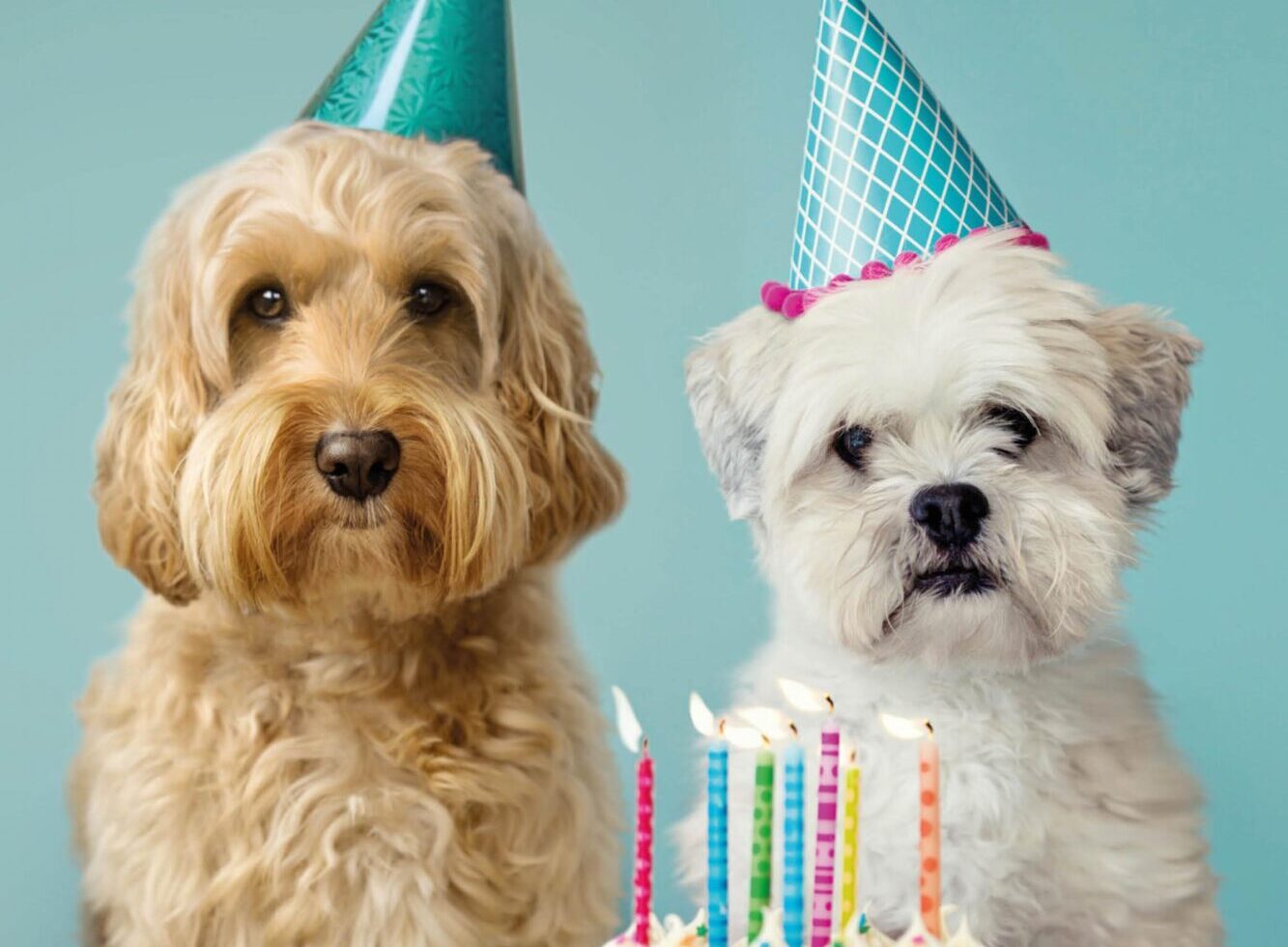 Drie ideeën om je huisdier te verwennen voor Dierendag