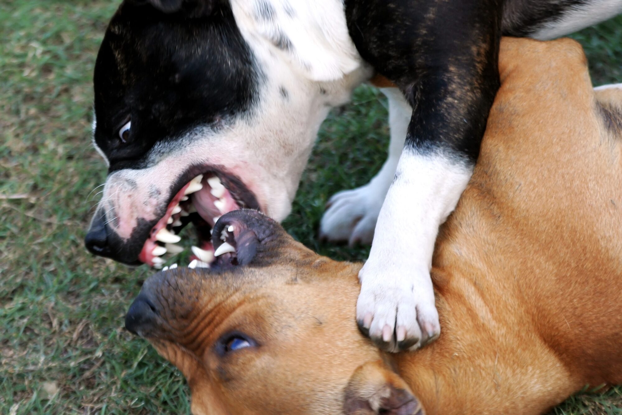 Een aantal tips om op agressie van een hond te reageren en bijtincidenten  te voorkomen.