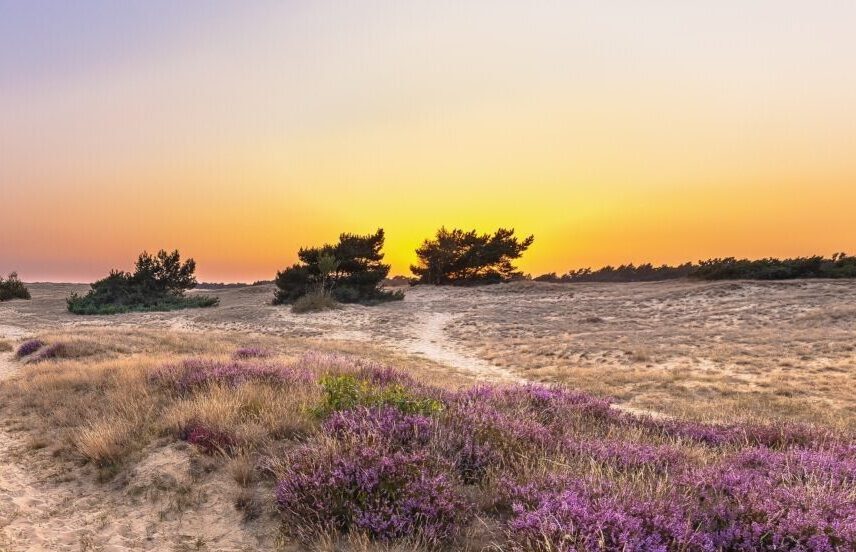 De Steden Driehoek: Een Regionaal Overzicht van Cultuur, Geschiedenis en Vooruitgang