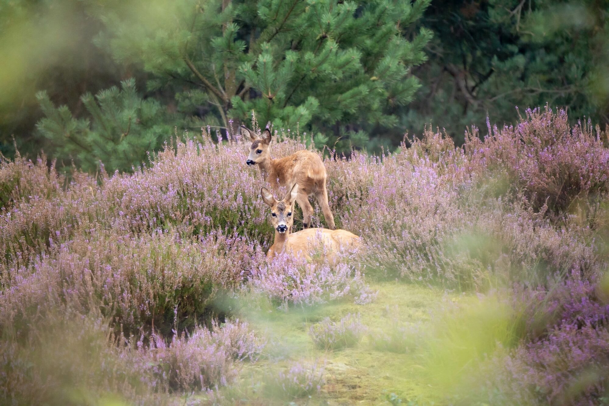 Definitief geen explosieven van Defensie in Loenense bossen