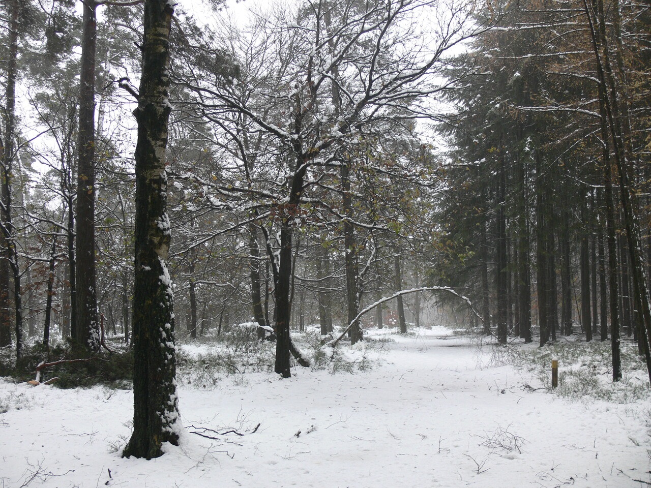 Winterwandeling in het Orderbos