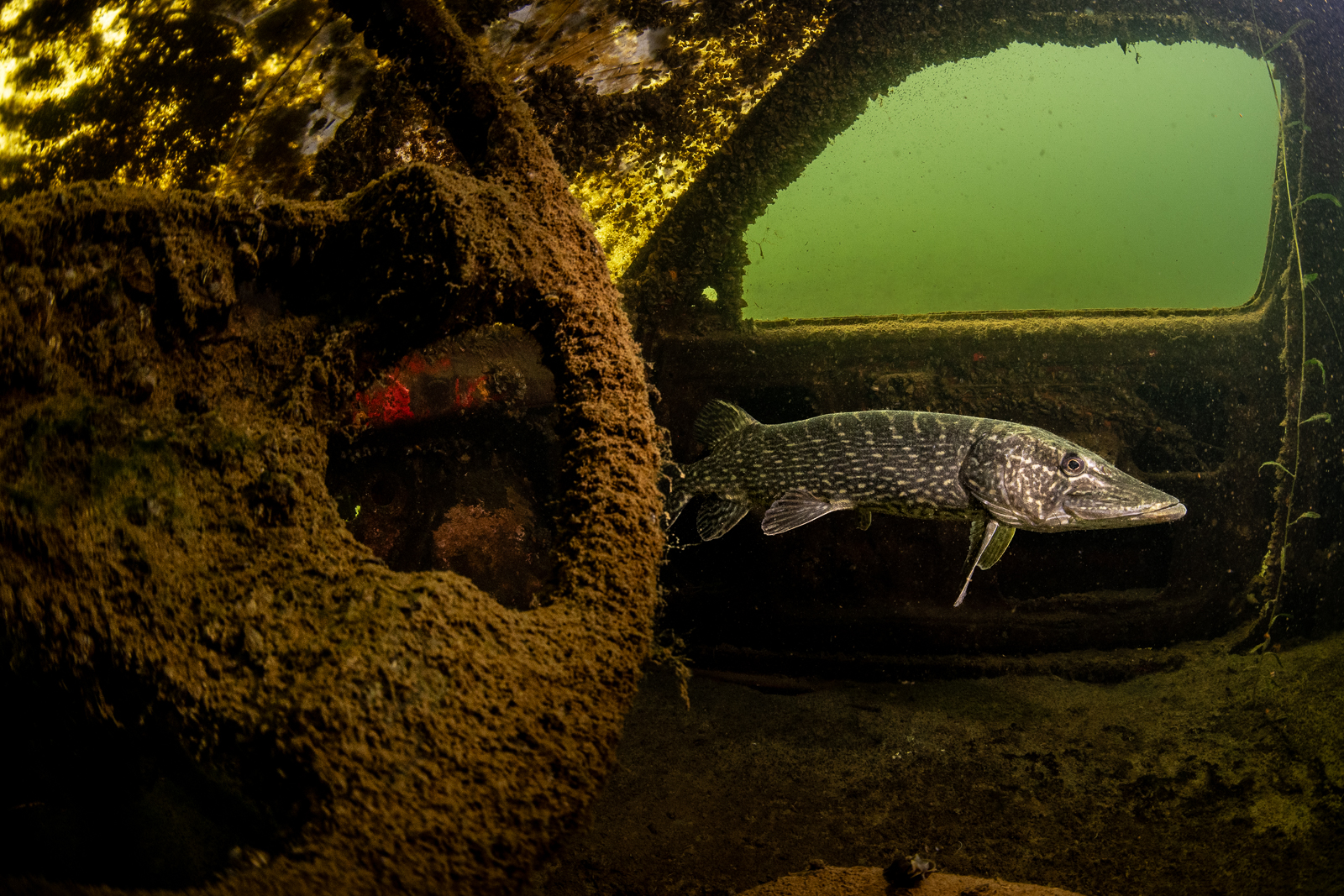 Jantina hengelt met snoek fotoprijs binnen